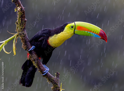 A beautiful Keel-billed Toucan in the rain
