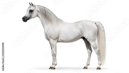 Elegant white arabian horse standing proudly isolated against pristine clean minimalist bright white background