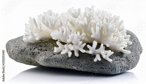 White Coral Colony On A Gray Rock Isolated On White