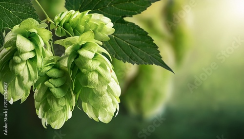 Wild Hops Humulus Lupulus Green Cones And Vine