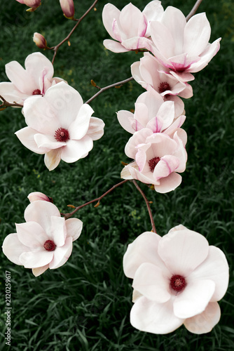 White magnolia blossoms on branch against green background in soft natural light