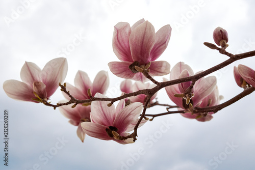 Minimalist pink magnolia blossoms on branch isolated against soft bright sky