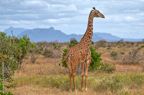 giraffe in the savannah
