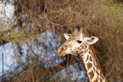 portrait of a giraffe