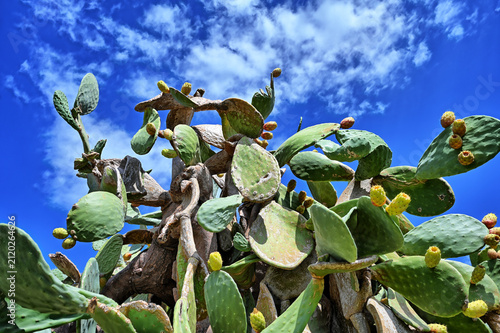 Fig Cactus