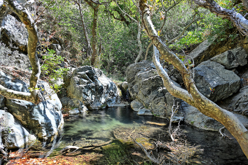 Magical forest