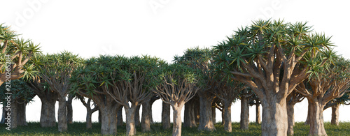 Aloidendron dichotomum tree line, Forest Edge, Backdrop cutout, isolate transparent background, Dense grove of Dragon Blood Trees with unique branching patterns in a surreal landscape.