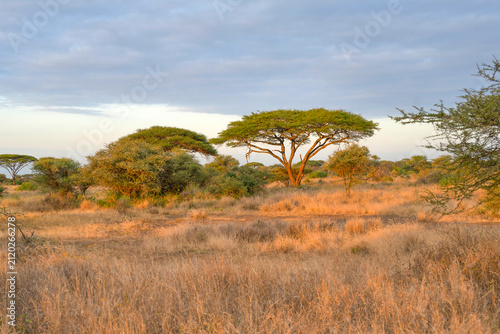 African Grasslands
