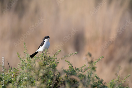Longtailed Fiscal in tree