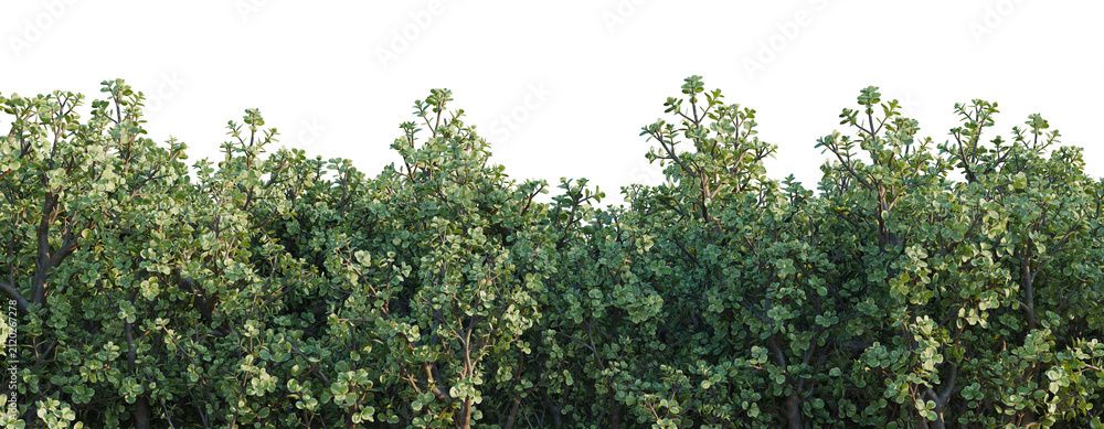 Obraz premium Portulacaria afra tree line, Forest Edge, Backdrop cutout, isolate transparent background, Dense Green Foliage Hedge Row with Lush Leaves - Perfect for Landscape Design and Nature Backgrounds