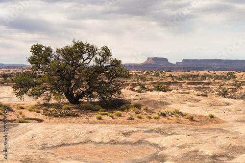 Konstfotografi Desert trees and buttes in Canyonlands National Park, in Utah