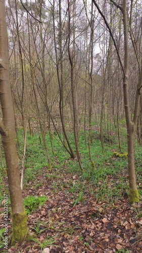 POV Walking Through a Tranquil Spring Forest with Young Trees. Serene Woodland Scenery.