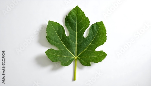 Fig Leaf on White.