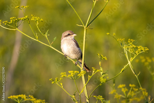 Konstfotografi Close-up of a young red-backed shrike (Lanius collurio) perched on a green stalk with a blurred background on a sunny summer evening