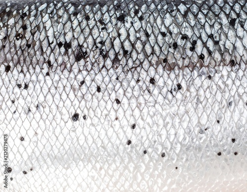 Fish Scale Texture Closeup.