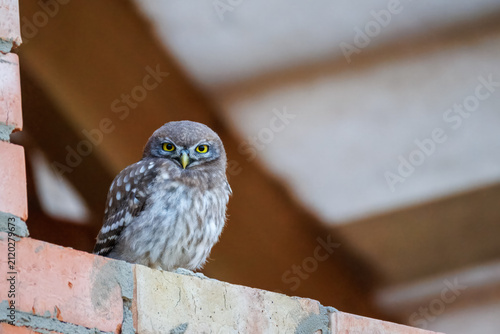 Foto Wildlife shot of a juvenile little owl (Athene noctua) perched on a brick wall and looking directly at the camera lens