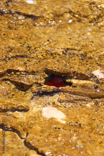 Beadlet anemone on the rock in shallow sea. Selective focus.