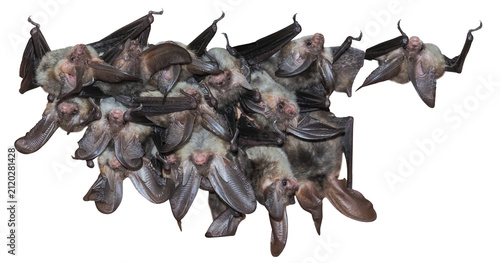 Group, colony, nursey of Brown long-eared bat (Plecotus auritus), isolated on transparent background