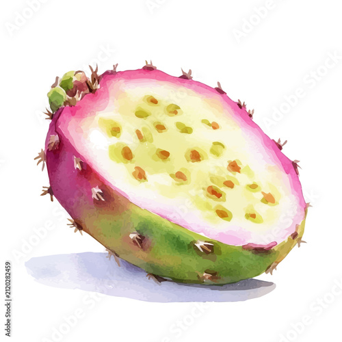 Prickly Pear Slice, high quality watercolor illustration with transparent textures, isolated on a white background.