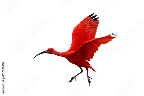 Bild auf Leinwand The beautiful Scarlet Ibis is flying isolated on transparent background