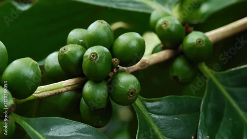 Green Coffee Cherries Growing on Coffee Plant