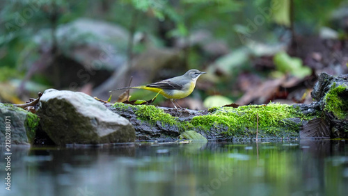 Grey Wagtail (Motacilla cinerea) perched on moss-covered rocks beside a woodland stream, Staffordshire, England