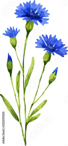 Vibrant blue cornflowers with green stems and buds, depicted in a watercolor style, showcasing natural beauty and delicate floral details.