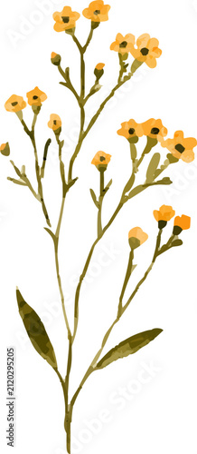 A delicate watercolor illustration of a plant with small yellow flowers and green stems, presented on a clean white background.
