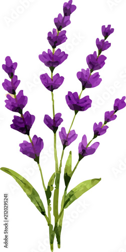 Watercolor illustration of a beautiful bunch of purple lavender flowers with green stems and leaves on a white background, depicting natural beauty and tranquility.