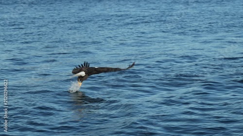 Bald Eagle catching fish, blue water, slow motion