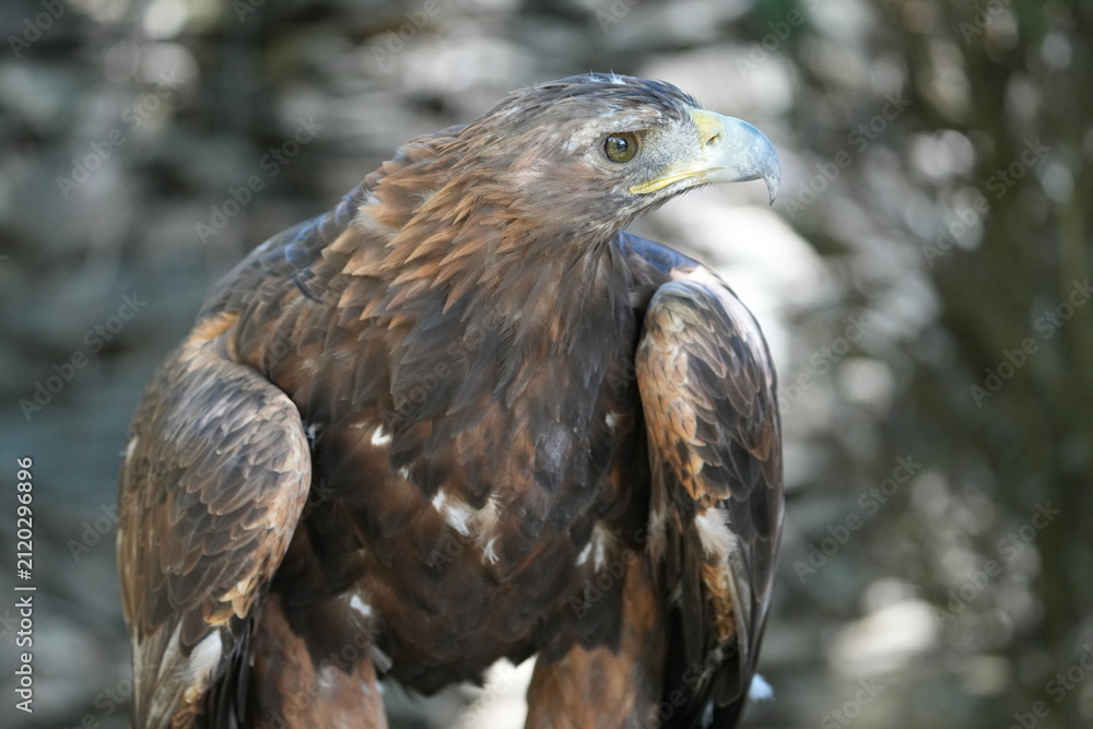 Fototapeta premium aigle royal avant envol