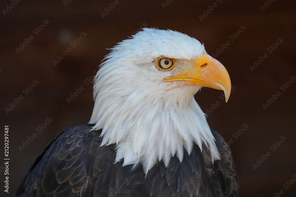 Fototapeta premium pygargue à tête blanche vue profil