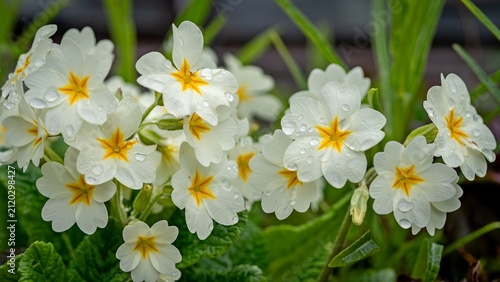Obraz na płótnie Primroses 