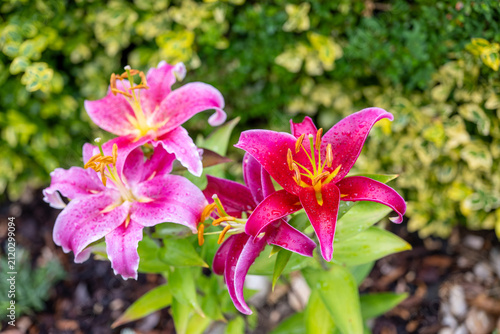 фотографія Close-up of blooming pink oriental lilies (Lilium spp