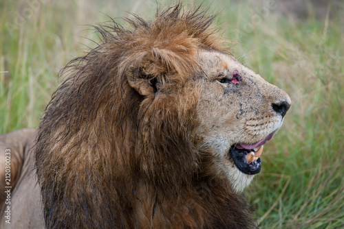 Photography male lion in the wild