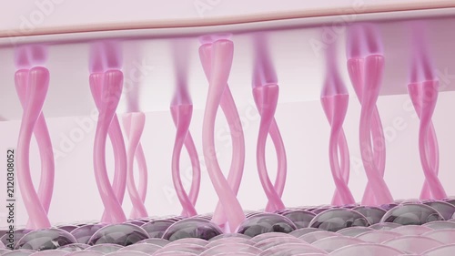 3D skin elastin stimulation with collagen pdrn peptide for anti aging elasticity renewal