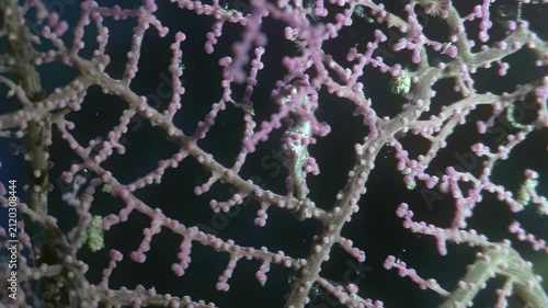 A tiny seahorse perfectly camouflaged in the pink coral. See if you can spot this elusive critter in its natural habitat in the Philippines!