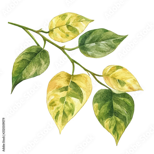 Фотография Golden Pothos Branch, beautiful watercolor illustration with vivid colors and detailed vector style, isolated on a white background