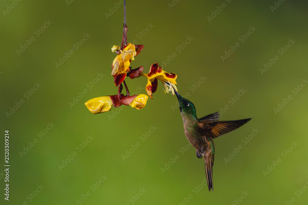 Naklejka premium Male fawn-breasted brilliant feeding from Mysore trumpetvine