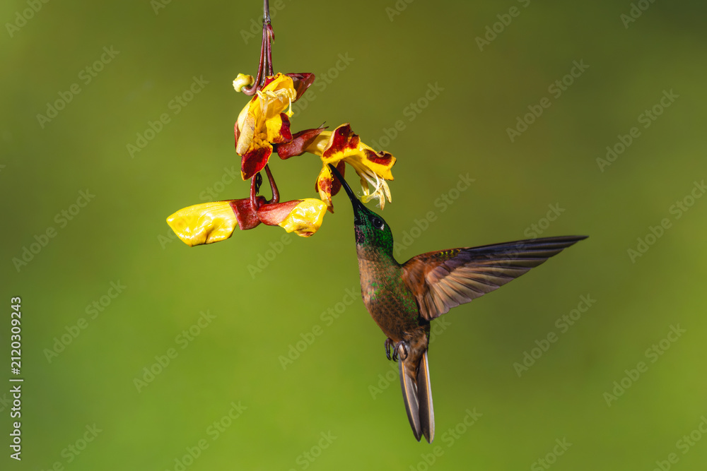 Obraz premium Male fawn-breasted brilliant feeding on Mysore trumpetvine