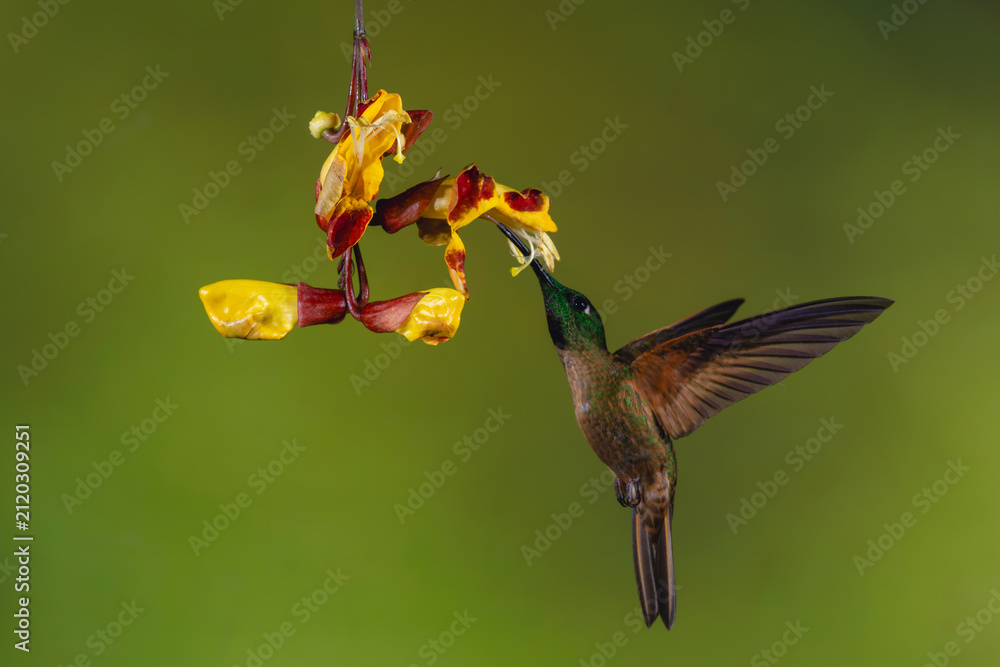 Obraz premium Male fawn-breasted brilliant feeds on Mysore trumpetvine