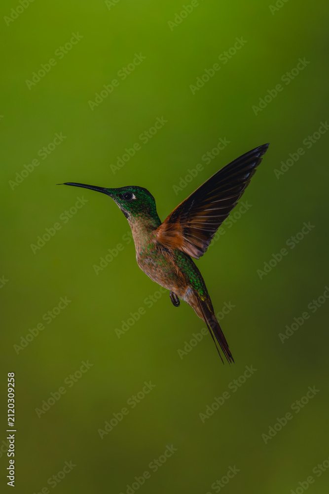 Obraz premium Male fawn-breasted brilliant hovers against bokeh background