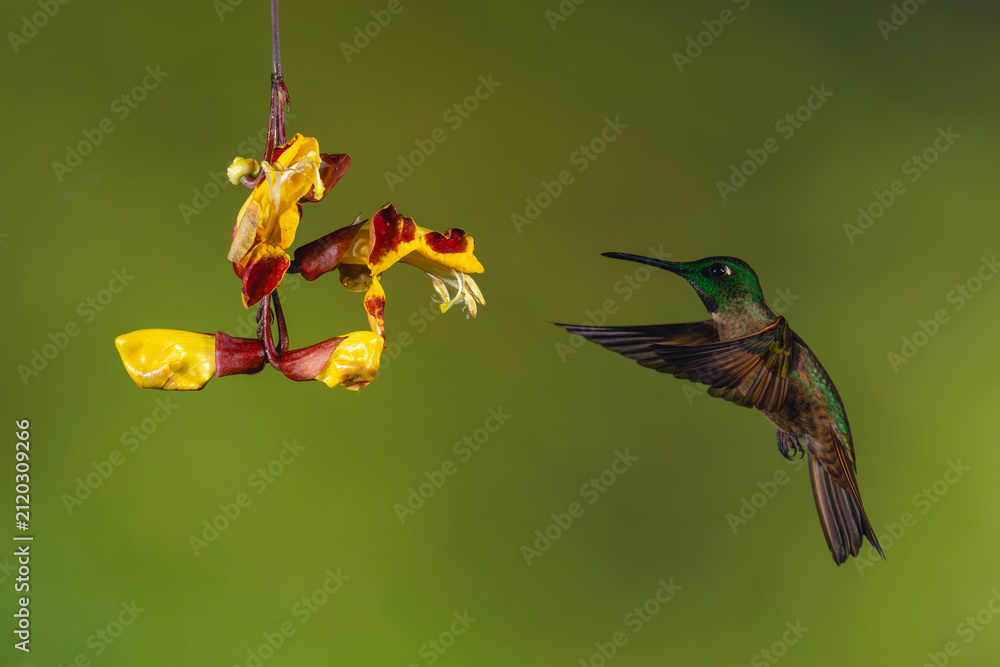 Obraz premium Male fawn-breasted brilliant hovers by Mysore trumpetvine