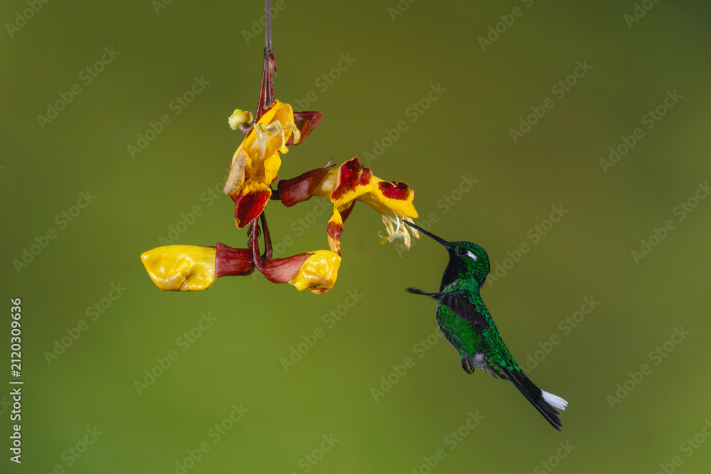 Obraz premium Male purple-bibbed whitetip drinks from Mysore trumpetvine