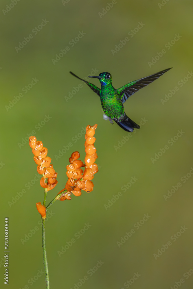 Obraz premium Male green-crowned brilliant hovers over orange flower