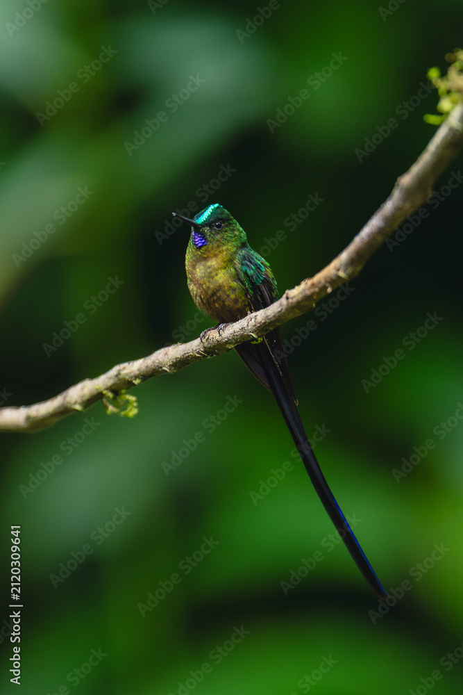 Obraz premium Male long-tailed sylph watches camera from branch