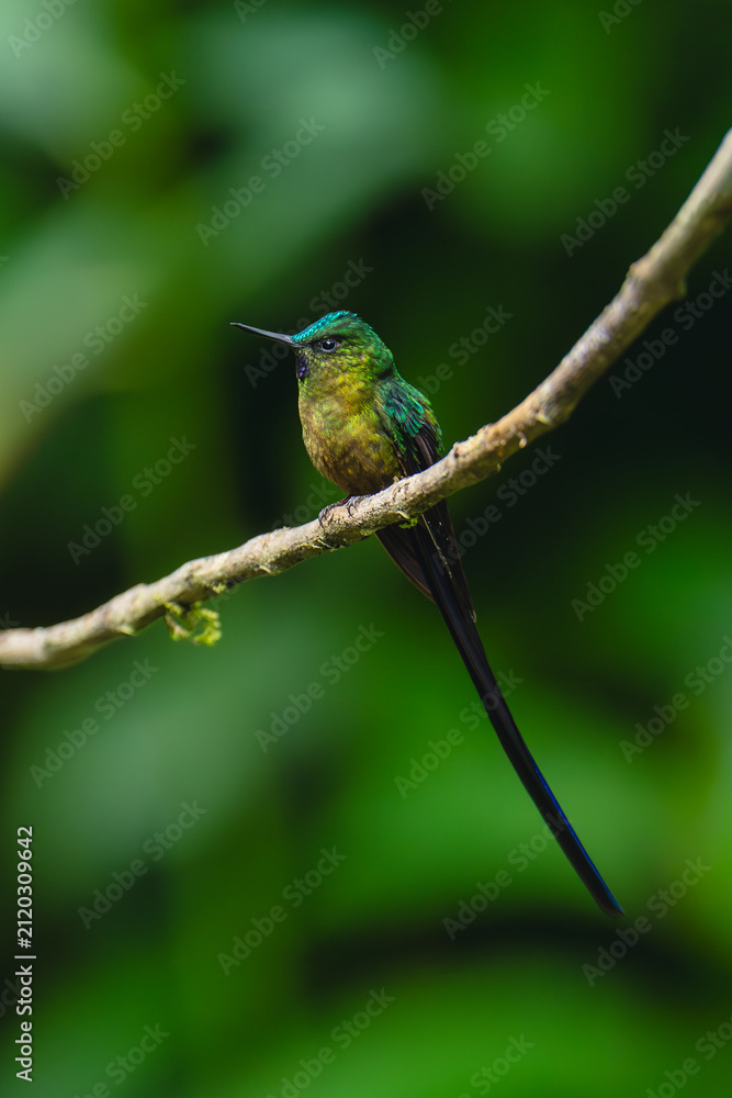 Obraz premium Male long-tailed sylph in profile on branch