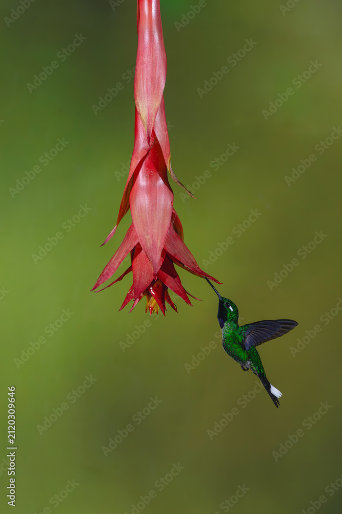 Obraz premium Male purple-bibbed whitetip drinks from red flower