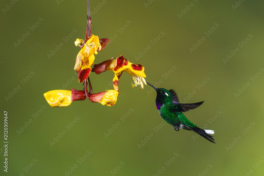 Fototapeta premium Male purple-bibbed whitetip feeds on Mysore trumpetvine