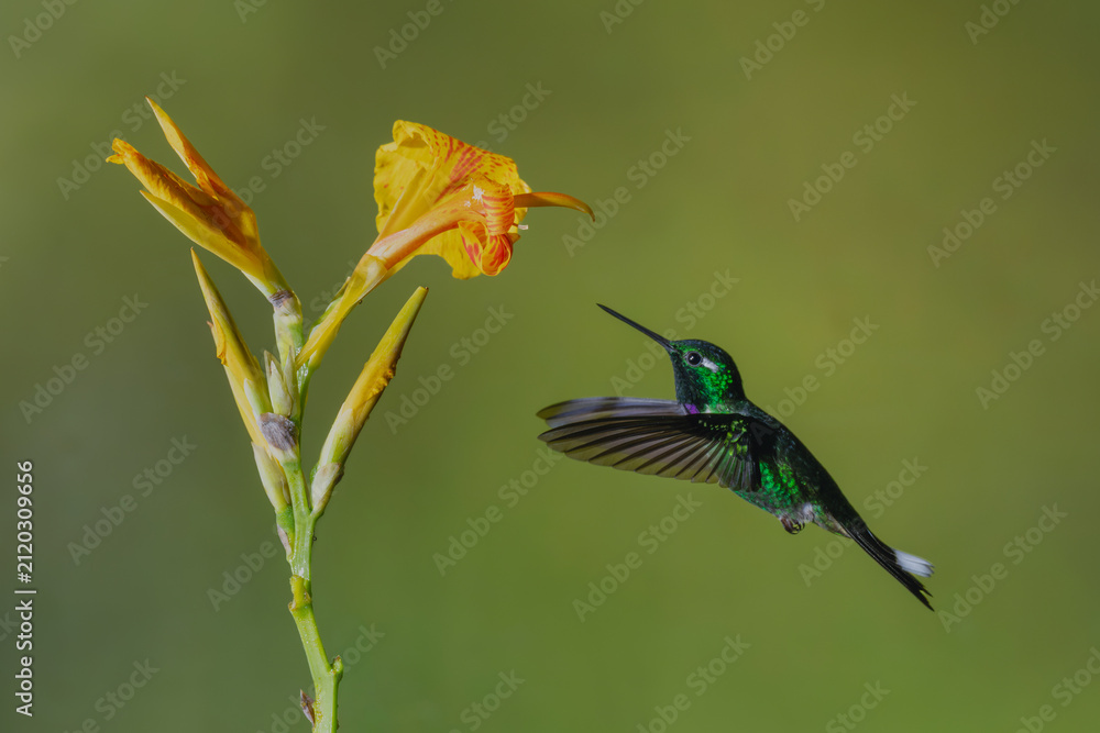Fototapeta premium Male purple-bibbed whitetip flies towards yellow flower